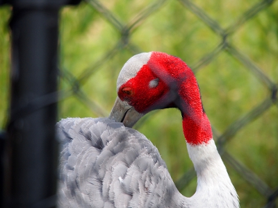 [Closeup of this bird showing a white top and dot on the side of head in the middle of all the red. Layers of grey feathers line the back of the bird as it preens itself.]